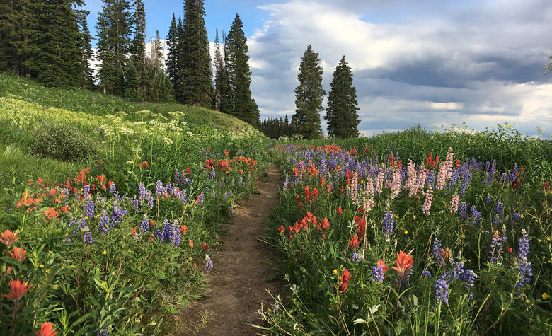 The Road to Wilderness: Completing the CDT in Colorado